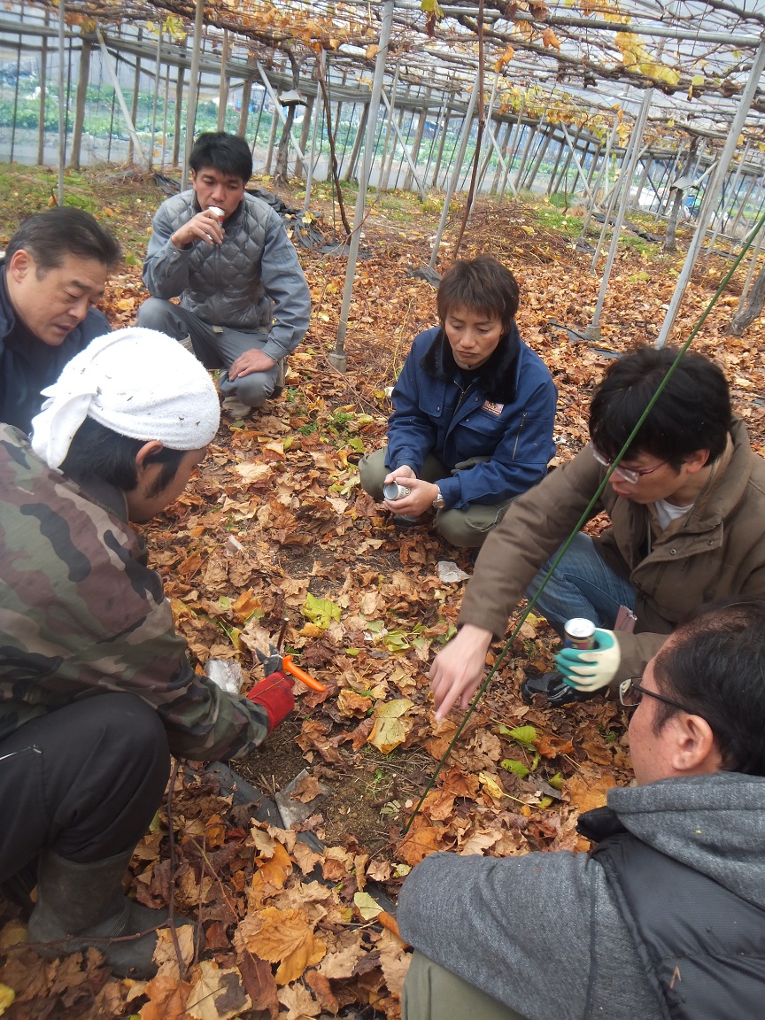 2014.12.6　ぶどう畑研修を開きます。